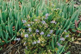 Blue flowering ground cover