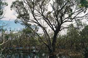 Eucalyptus largiflorens swamp