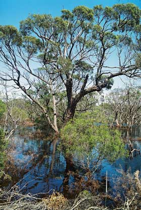 Eucalyptus largiflorens swamp