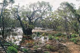 Eucalyptus porosa swamp