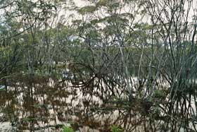 Eucalyptus porosa swamp